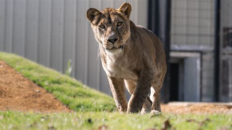 Yuna The Shell Shocked Lion Rescued From Ukraine Arrives In .